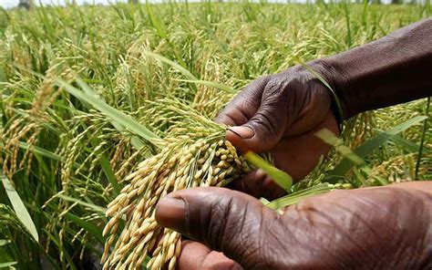 Combien coûte un kg de riz au Burkina Faso en 2024.